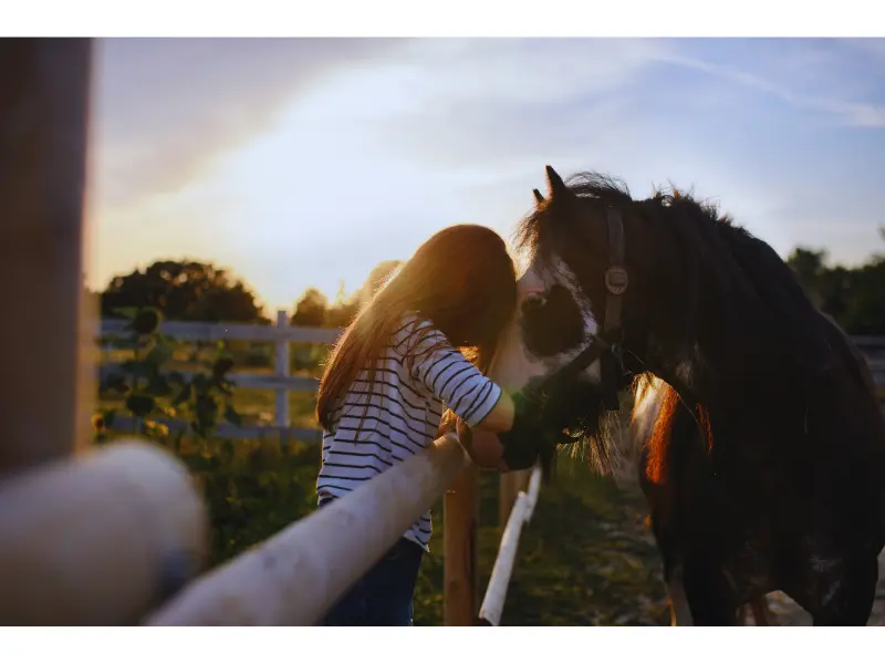 love horse and sunset