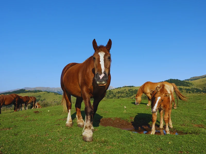 Horse and cow