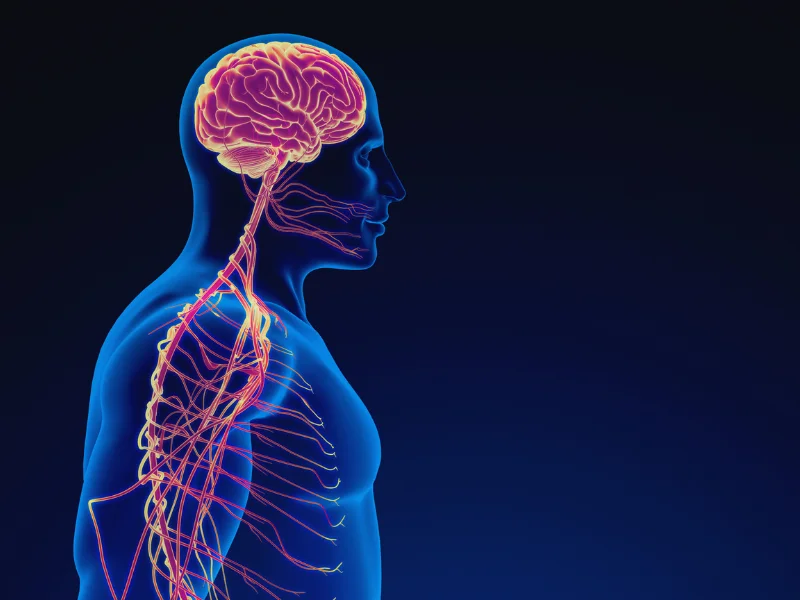 Brain healing