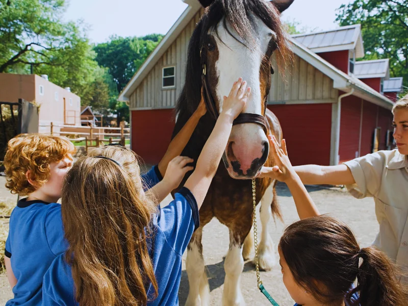 kids touching horse